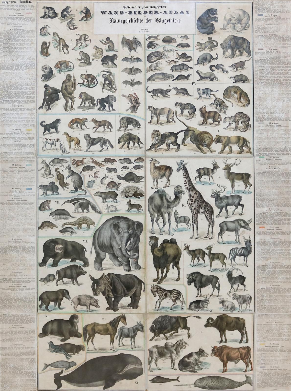 Wand-Bilder-Atlas. La carte de l'histoire naturelle des mammifères. Carte murale&hellip;