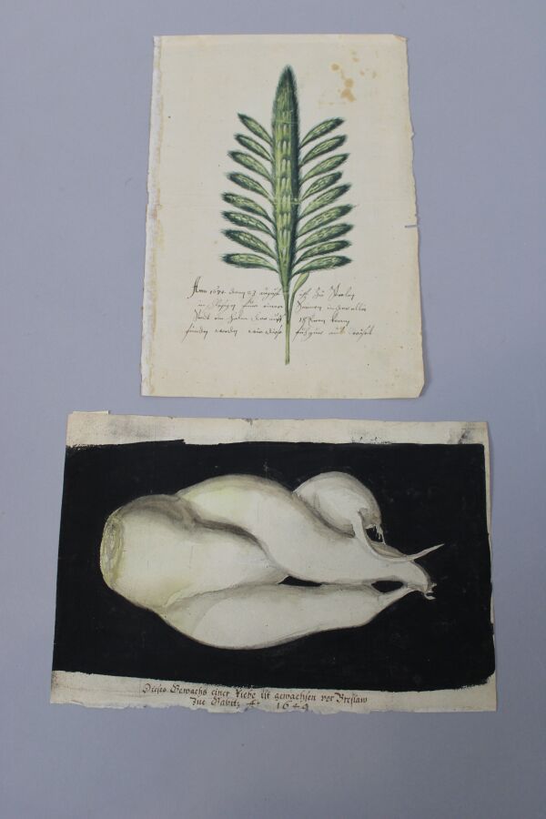 Null 17世纪的德国学校。两项植物学研究。

1 在黑色地面上的白色根茎。下部用钢笔和棕色墨水写有德文标题，日期为1649年。

2 - 绿色的玉米穗；下部&hellip;