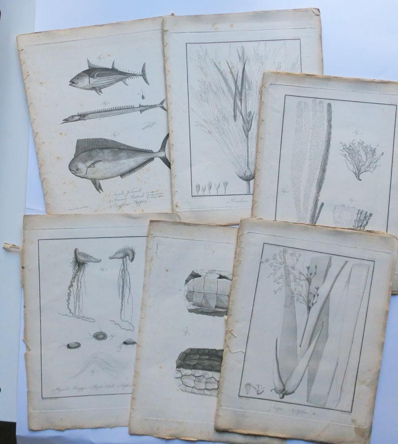 Null 非洲海洋的动物和植物--20个板块的会议。1804.亚当根据BORY DE ST VINCENT和POITEAU的画作绘制的蚀刻画。铺板纸上的样书。摘&hellip;