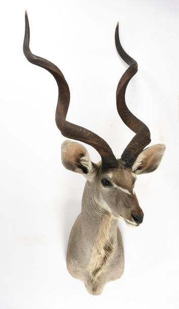 Null Grand koudou (Tragelaphus strepsiceros) (CH) : tête en cape