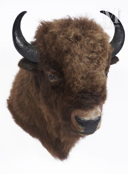 BISON D’AMÉRIQUE Tête en cape. Très belle.

Bison bison.