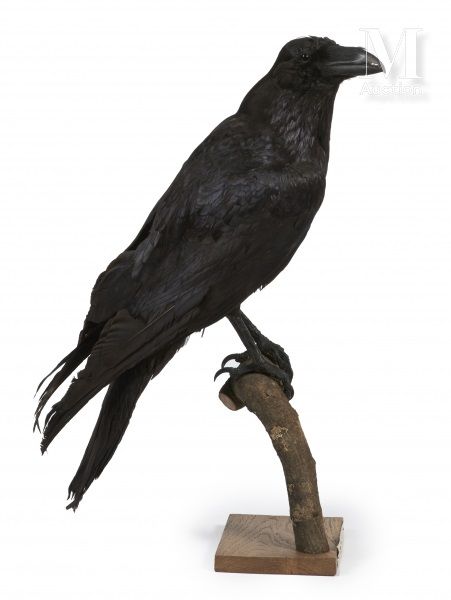GRAND CORBEAU Corvus corax.



Provenance

Collection Joseph Védrine (1928-1965)&hellip;