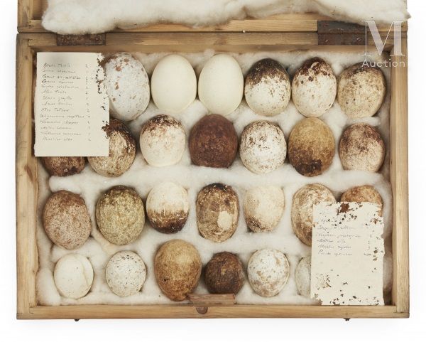 OEUFS D'OISEAUX Rare ensemble de 28 œufs de rapaces présenté dans une boite (40 &hellip;