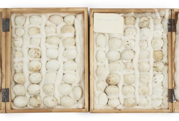 OEUFS D'OISEAUX Rare ensemble de 71 œufs présenté dans deux boites identiques (4&hellip;