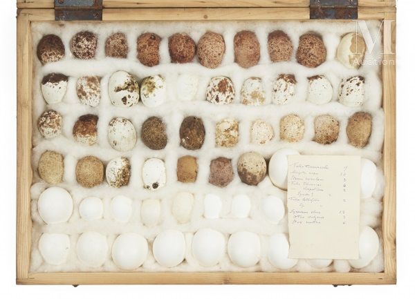 OEUFS D'OISEAUX Rare ensemble de 59 œufs de rapaces présenté dans une boite (40 &hellip;