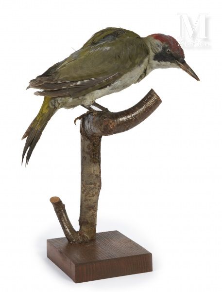 PIC VERT Picus viridis.



Provenance

Collection Joseph Védrine (1928-1965) con&hellip;