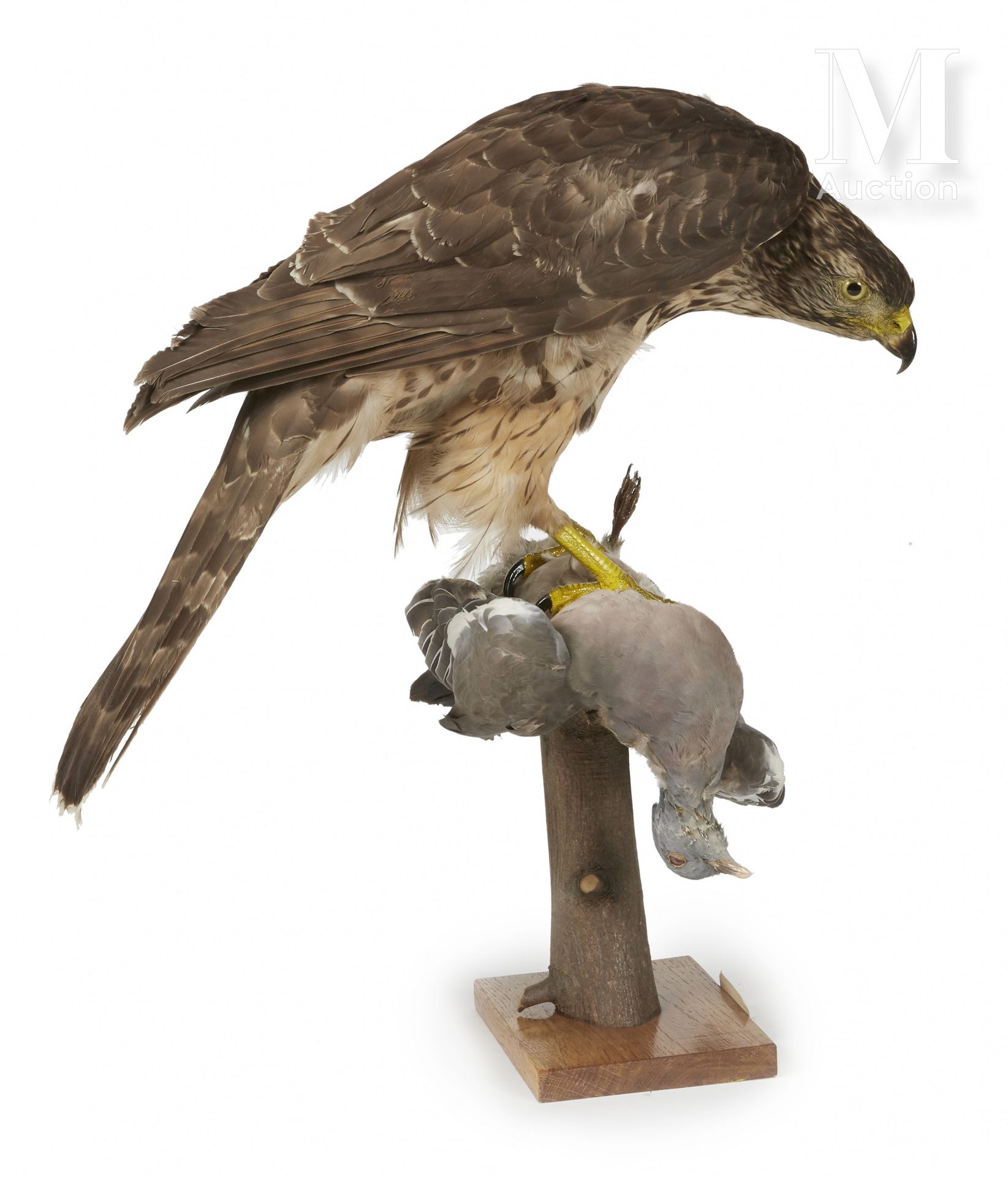 AUTOUR DES PALOMBES 用爪子抓着一只木鸽子。

I/A, Accipiter gentilis, CIC于2018年9月10日签发。



出&hellip;