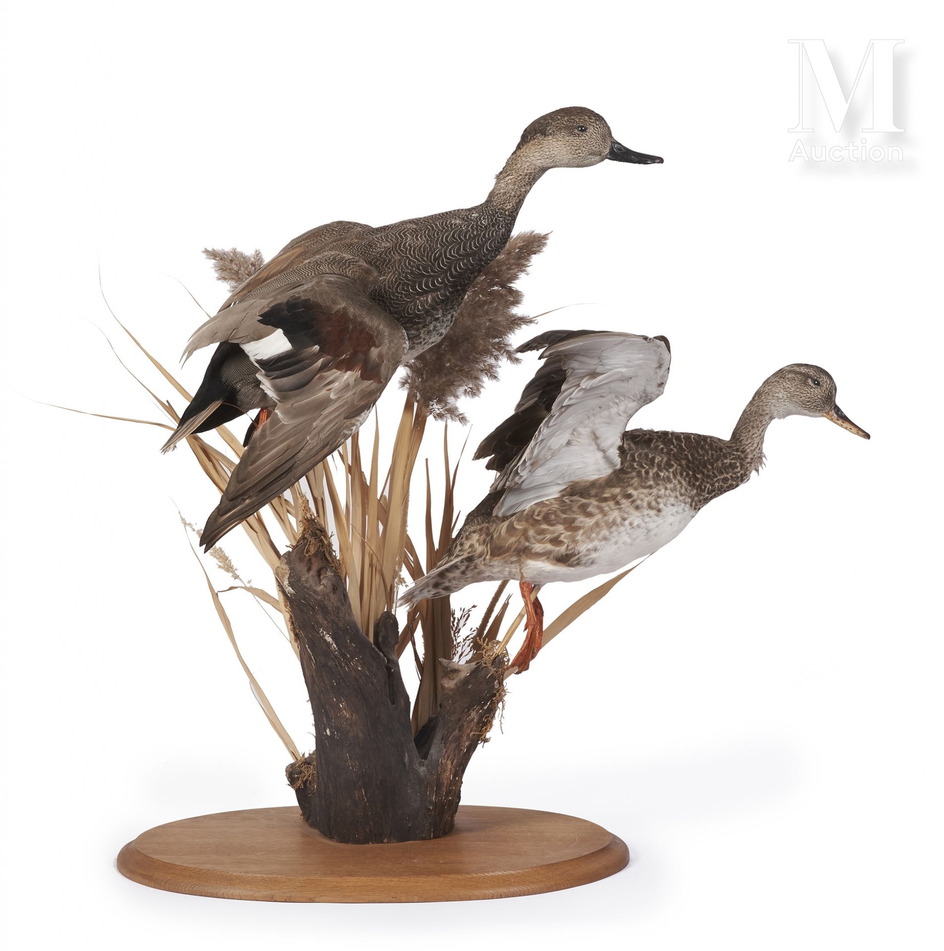 DEUX CANARDS CHIPEAUX In a naturalist decoration.

Height: 68 cm.

Mareca strepe&hellip;