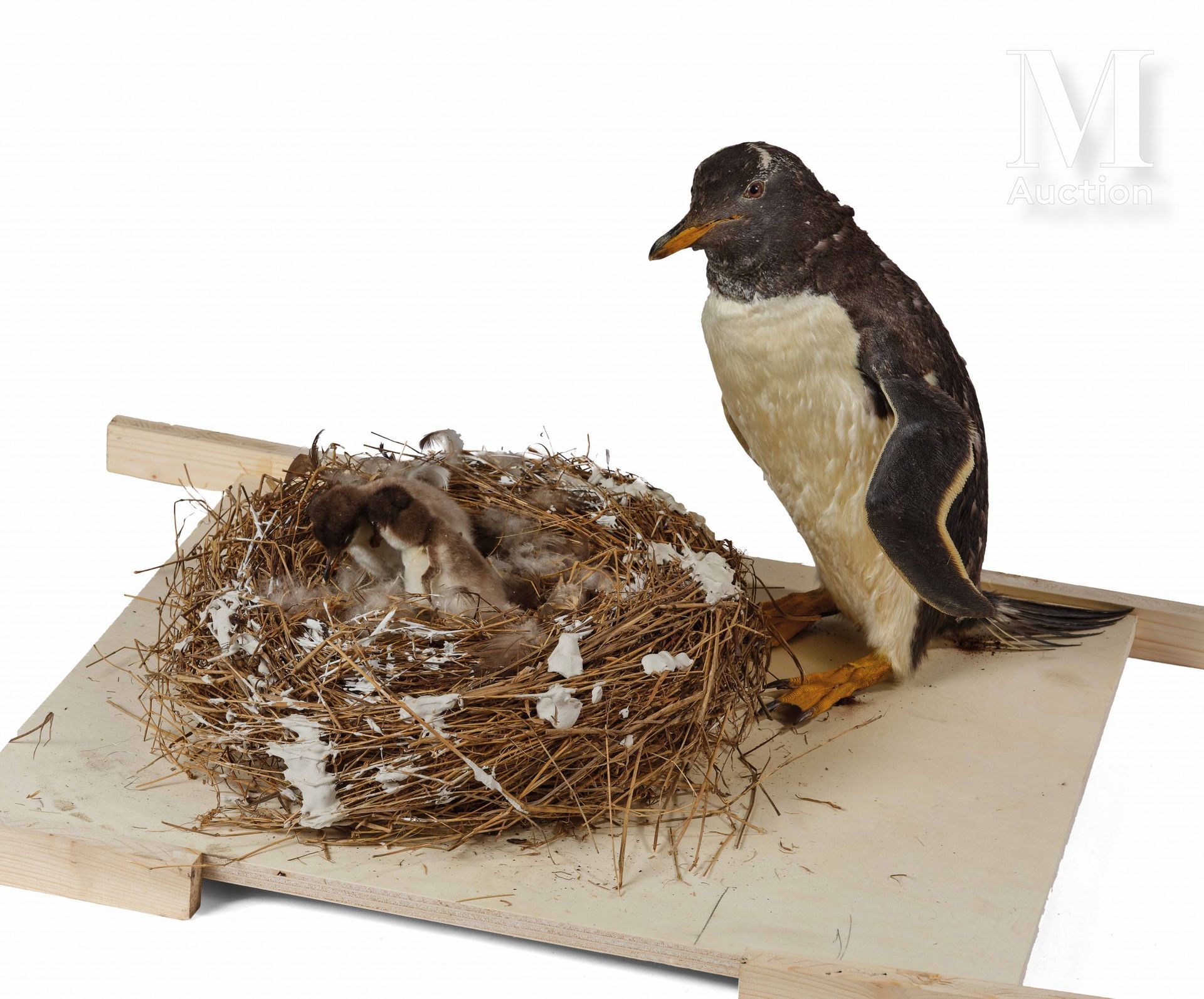 MANCHOT PAPOU 巢中有一只成年鸟和两只雏鸟。

Pygoscelis papua.



出处

法国南部和南极领土，保罗-埃米尔-维克多任务，19&hellip;