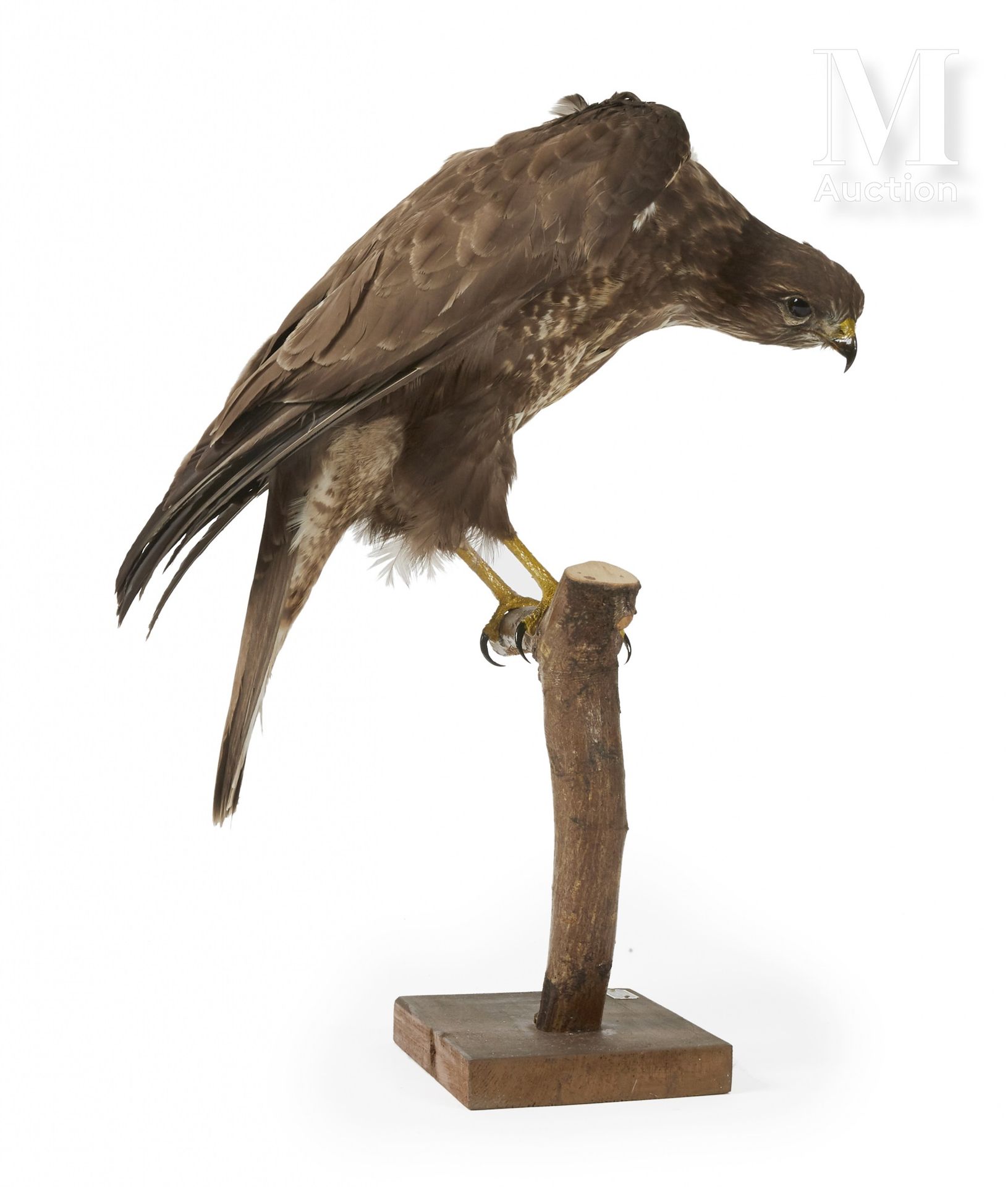 BUSE VARIABLE I/A, Buteo buteo, CIC issued on 9/13/2018.



Provenance

Joseph V&hellip;