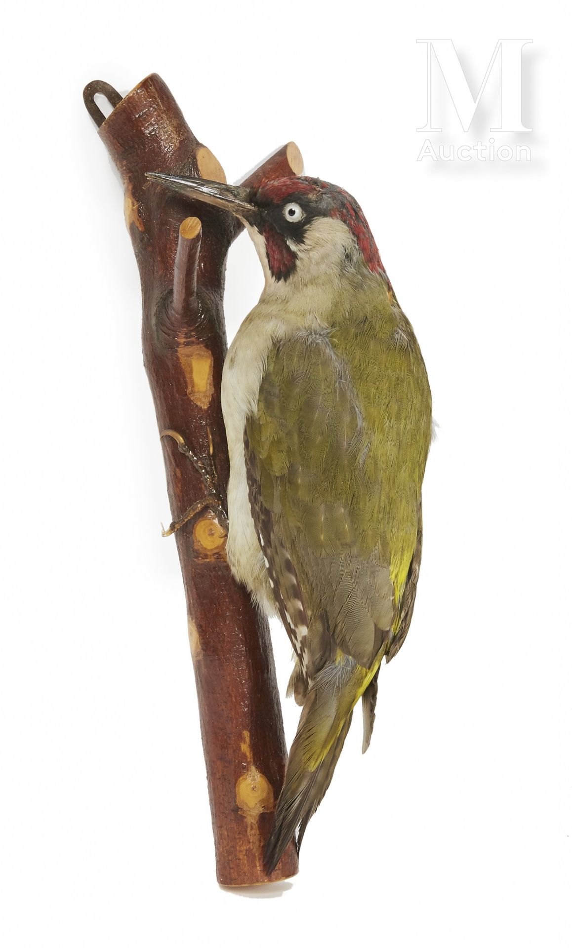 PIC VERT To be fixed to the wall.

Picus viridis



Provenance

Joseph Védrine C&hellip;