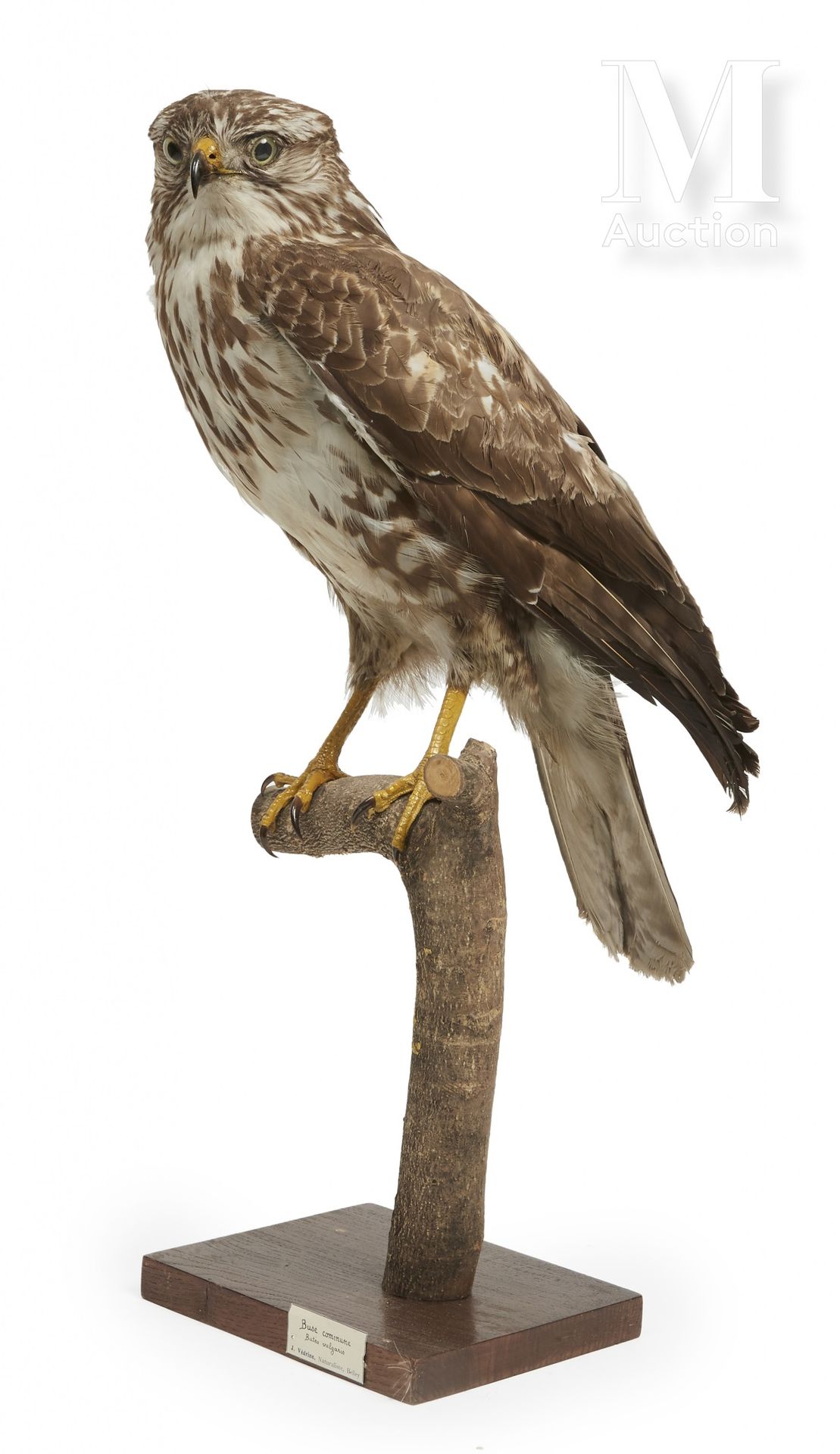 BUSE VARIABLE I/A, Buteo buteo, CIC于2018年9月13日签发。



出处

约瑟夫-韦德里纳收藏（1928-1965），由&hellip;