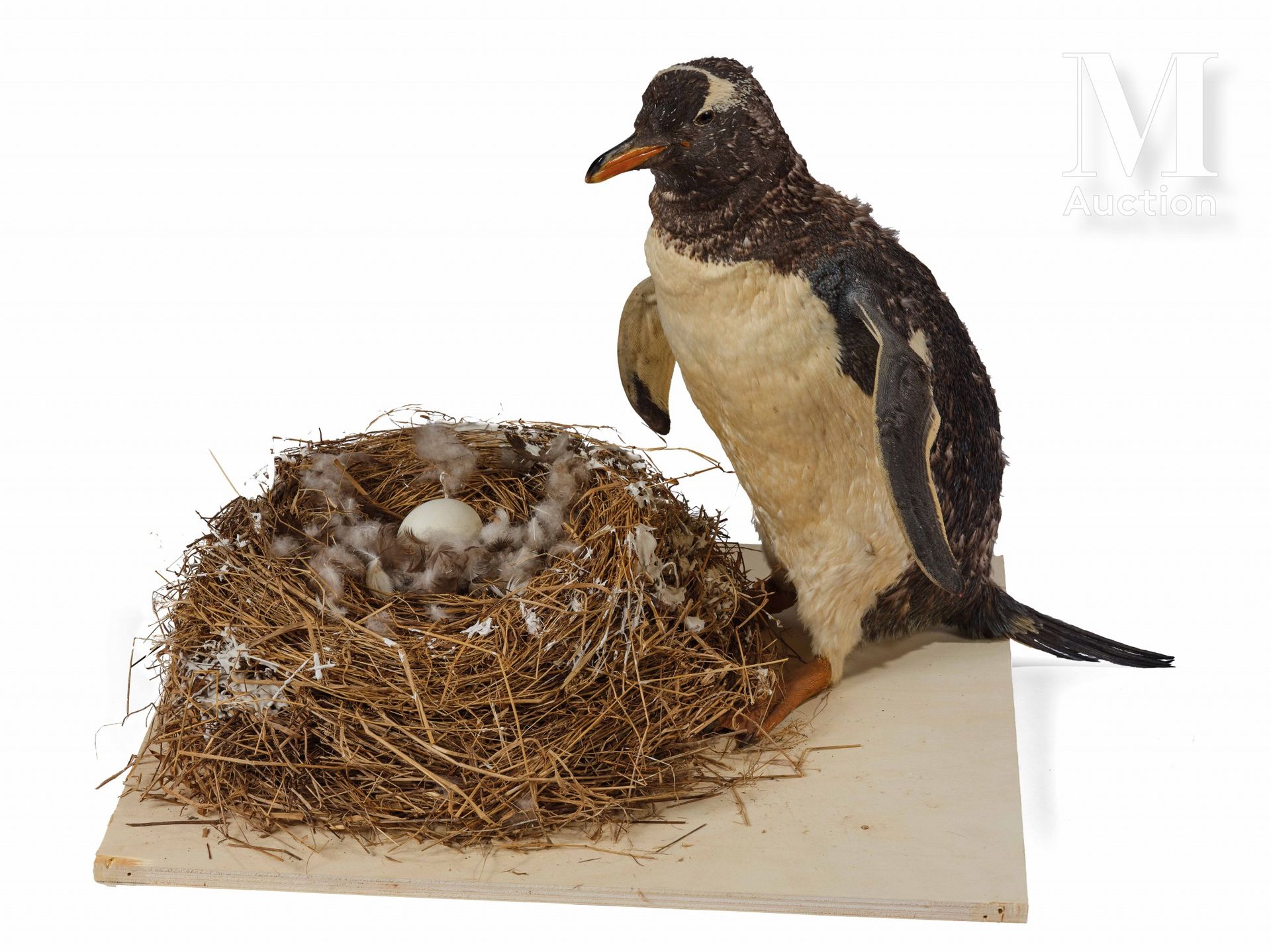 MANCHOT PAPOU Ein erwachsenes Tier und ein Ei im Nest.

Pygoscelis papua.



Pro&hellip;