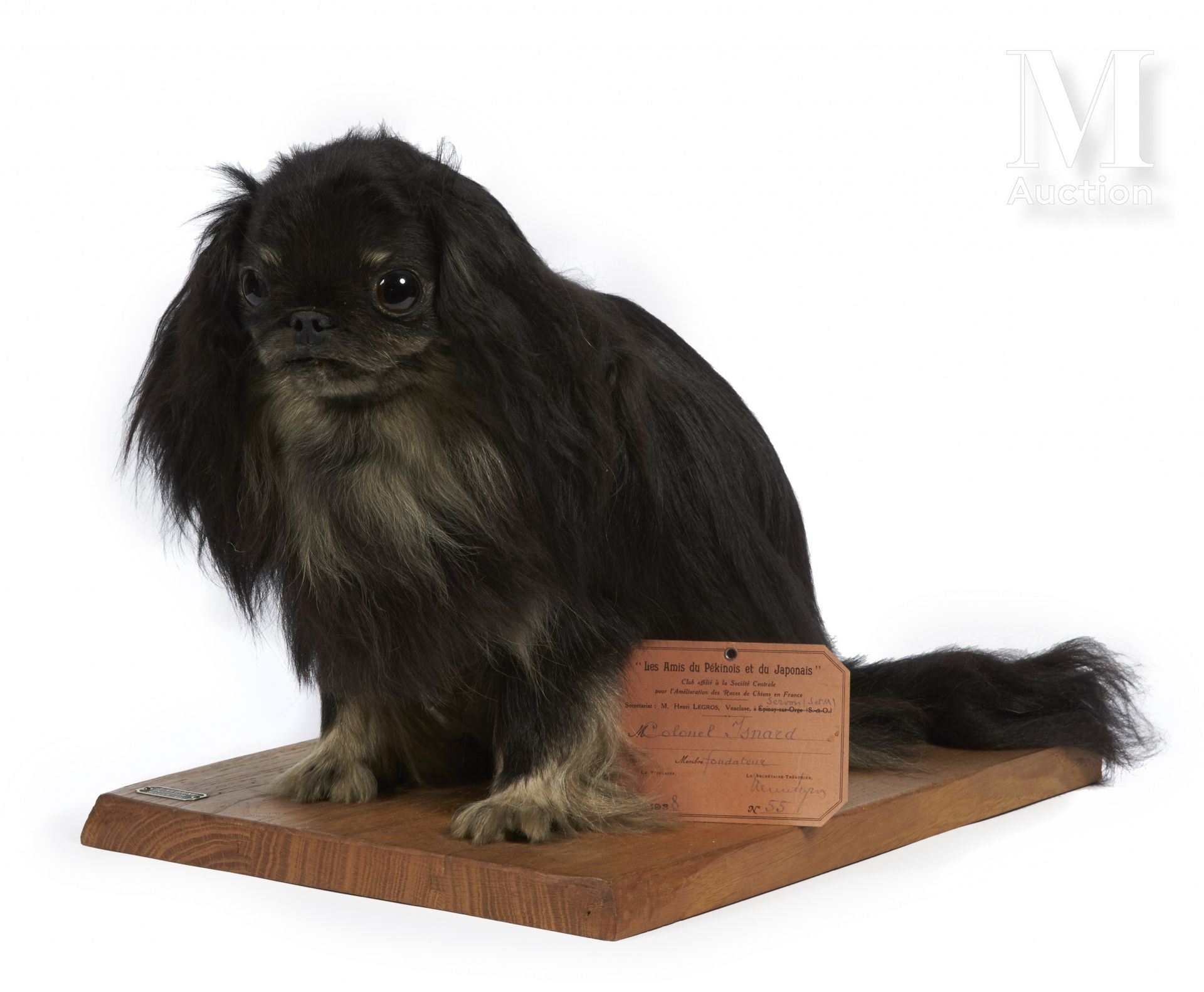 CHIEN PÉKINOIS 黑色。男性。

熟悉的犬类



陈亚楼--徐志摩（1925- 1936）附有他的全部血统。他在1926年和1927年获得了两项美&hellip;