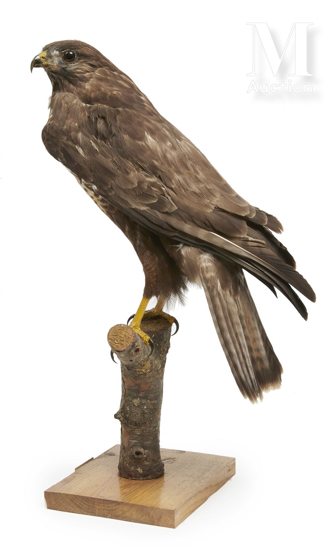 BUSE VARIABLE I/A, Buteo buteo, CIC issued on 9/13/2018.



Provenance

Joseph V&hellip;