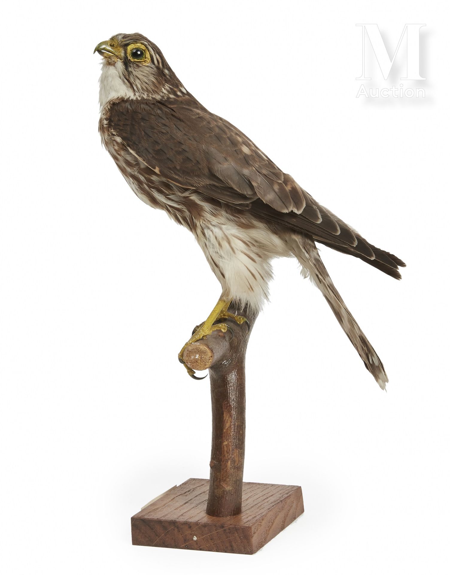 FAUCON ÉMERILLON I/A, Falco columbarius, CIC ausgestellt am 6/09/2018.



Proven&hellip;