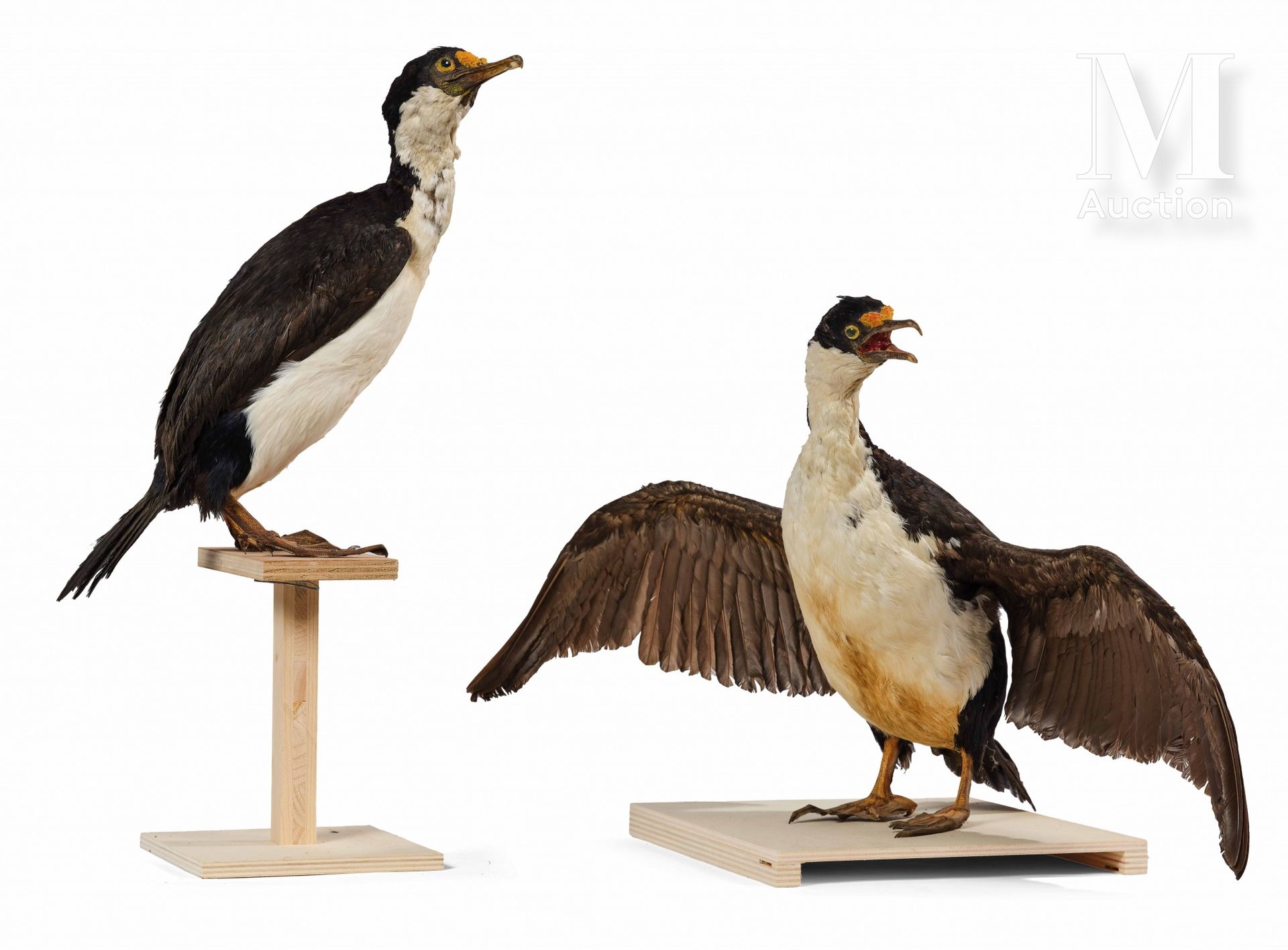 DEUX CORMORANS DE KERGUELEN Phalacrocorax verrucosus.



出处

法国南部和南极领土，保罗-埃米尔-维克&hellip;