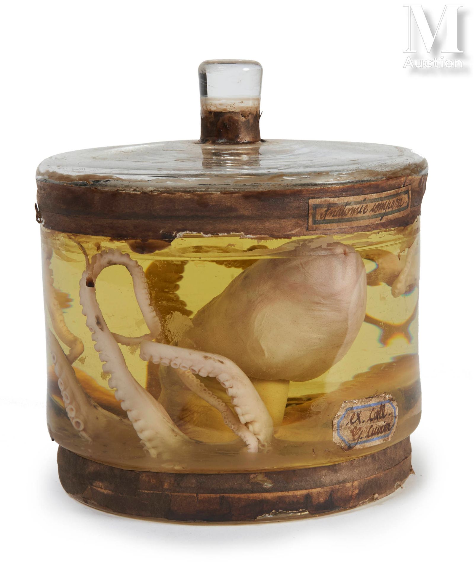 ÉLÉDONE 以液体防腐剂呈现。古老的圆形玻璃瓶。

高度：15厘米，直径：14厘米。

Eledone cirrhosa。