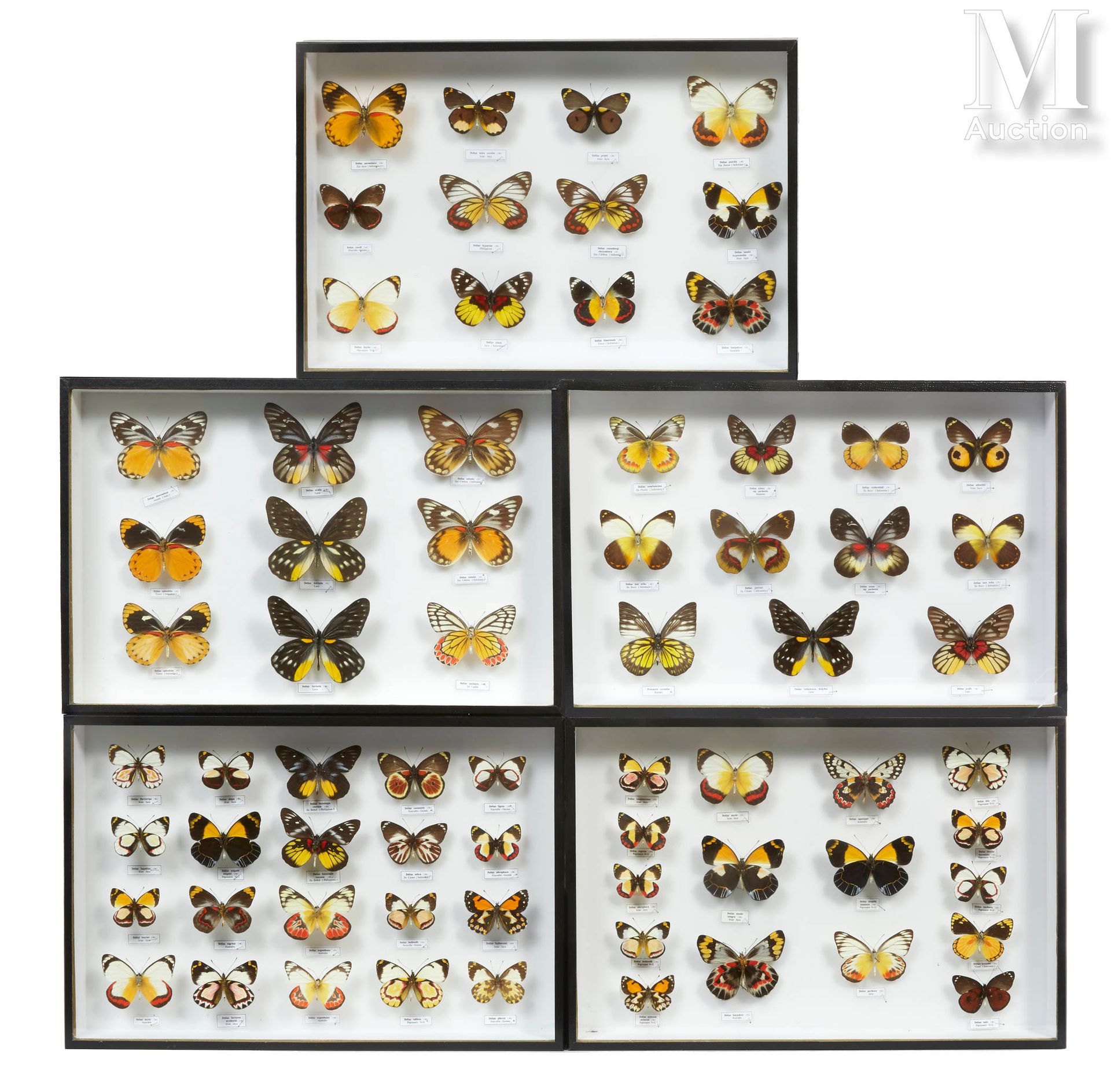 PAPILLONS DIVERS Papilionidae, Pieridae.

5 boites. Beaux.

Ancienne collection &hellip;