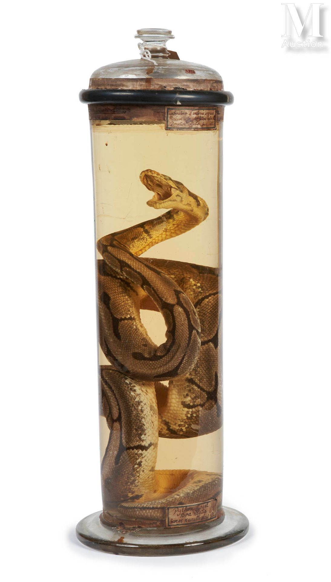 PYTHON ROYAL 整个呈现在液体防腐剂中。非常漂亮的老式圆玻璃瓶。

高度：56.5厘米，直径：19.5厘米。

II/B, Python regius&hellip;