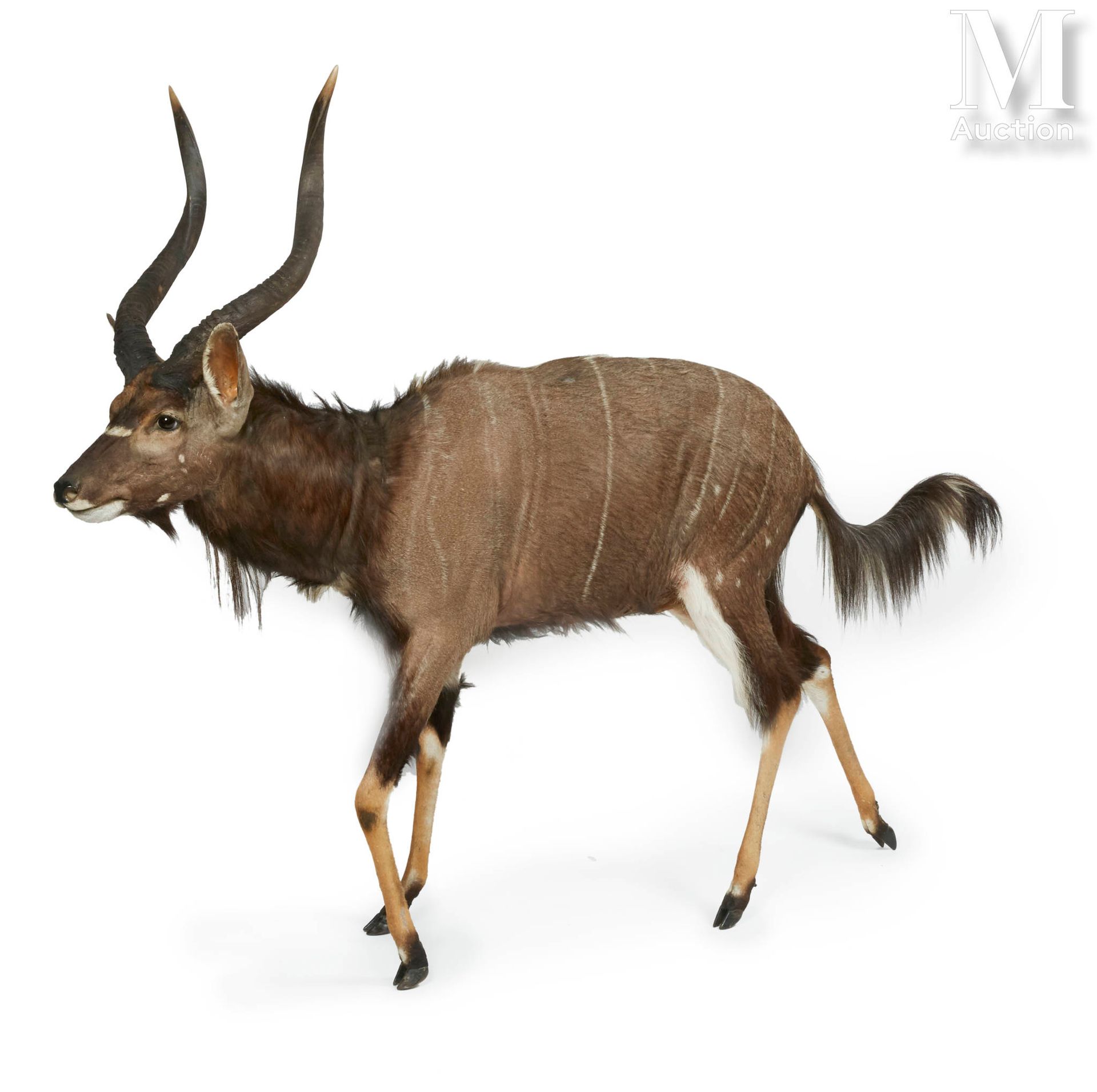 NYALA DES PLAINES Naturalisé en entier.

Tragelaphus angasii. Afrique du Sud.