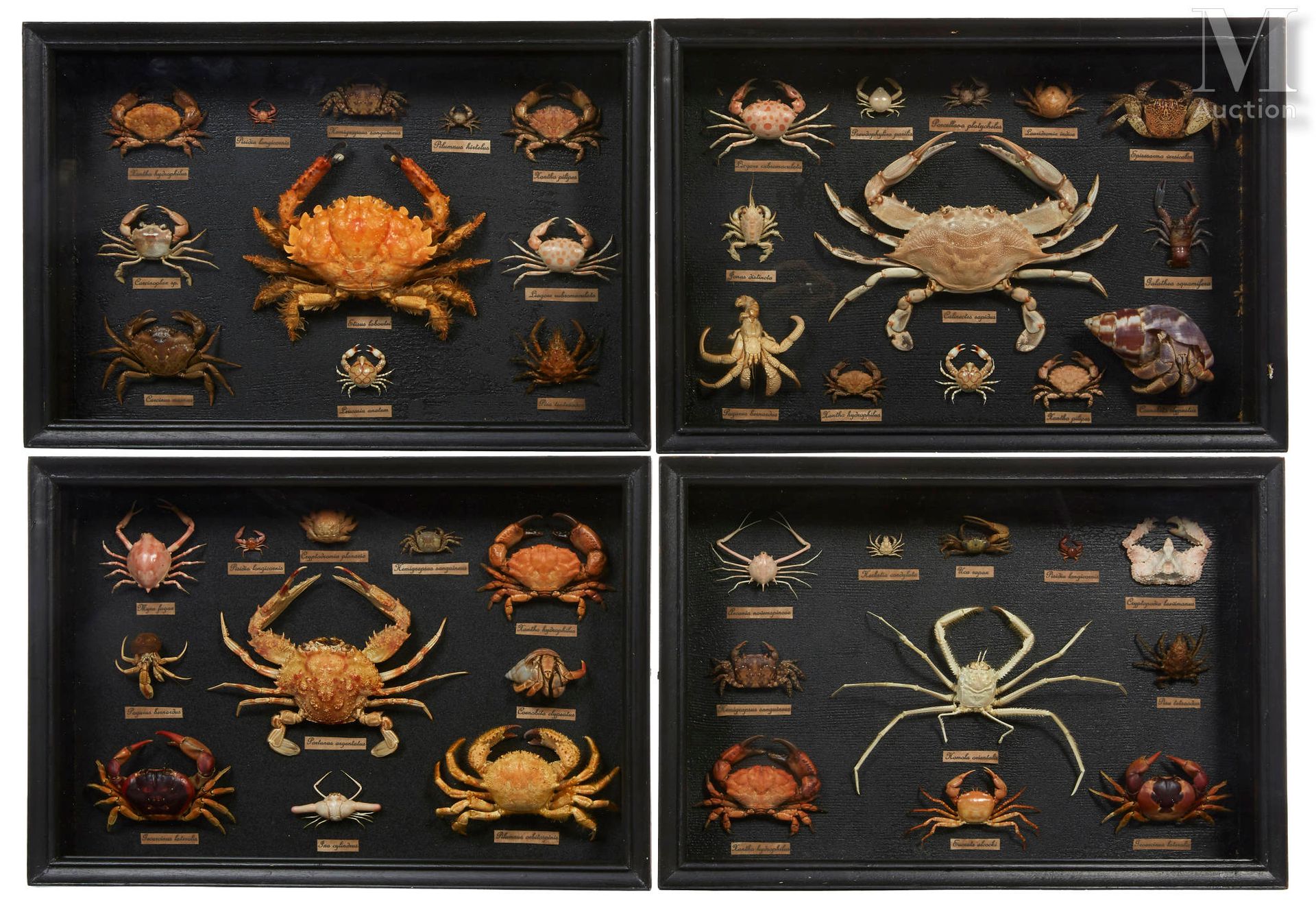 QUATRE BOITES DE CRABES 还有寄居蟹。大约50个标本。全部命名。呈现在黑漆木质玻璃盒中。

29.5 x 42.5厘米。