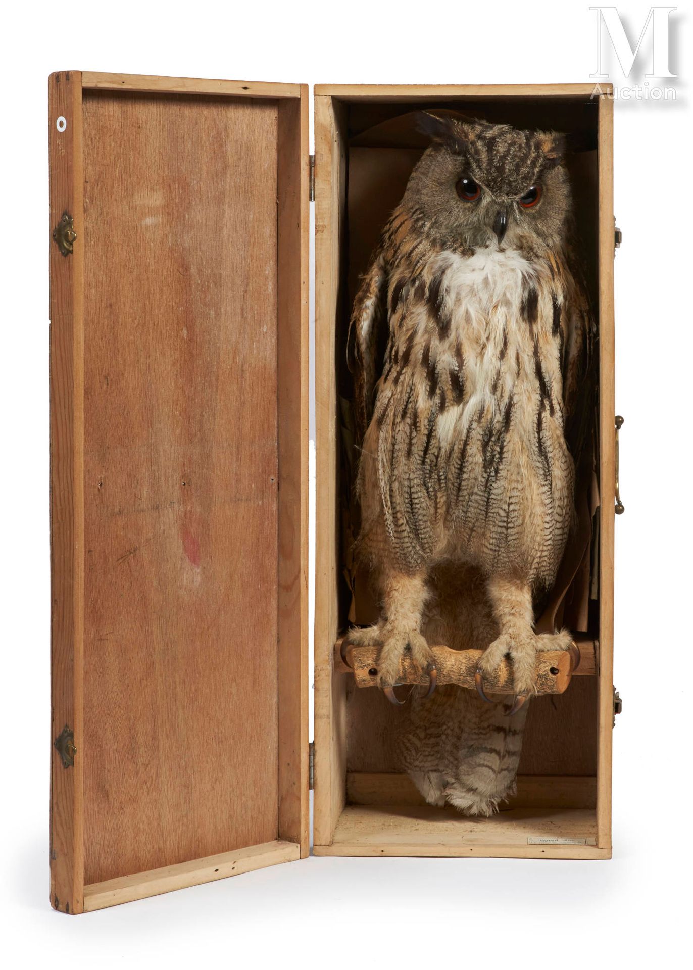 HIBOU GRAND-DUC Caller.

Presented in its wooden transport box.

Height: 64 cm.
&hellip;