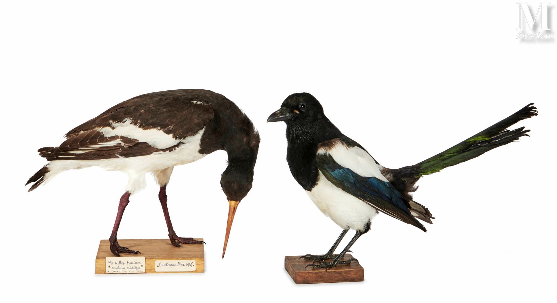 PIE, HUITRIER PIE Pica pica, Haematopus ostralegus.



Provenance

Collection Jo&hellip;