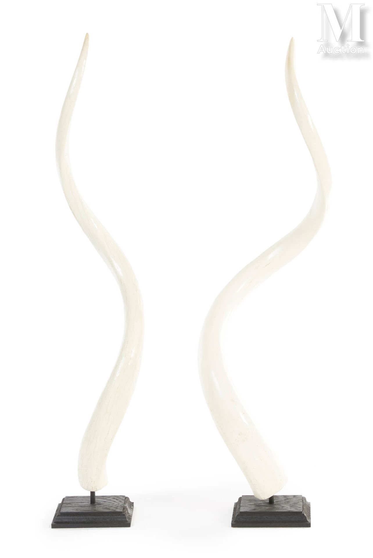 DEUX CORNES DE GRAND KOUDOU Internal bone. Plinths.

Total height: 74 and 75 cm.&hellip;