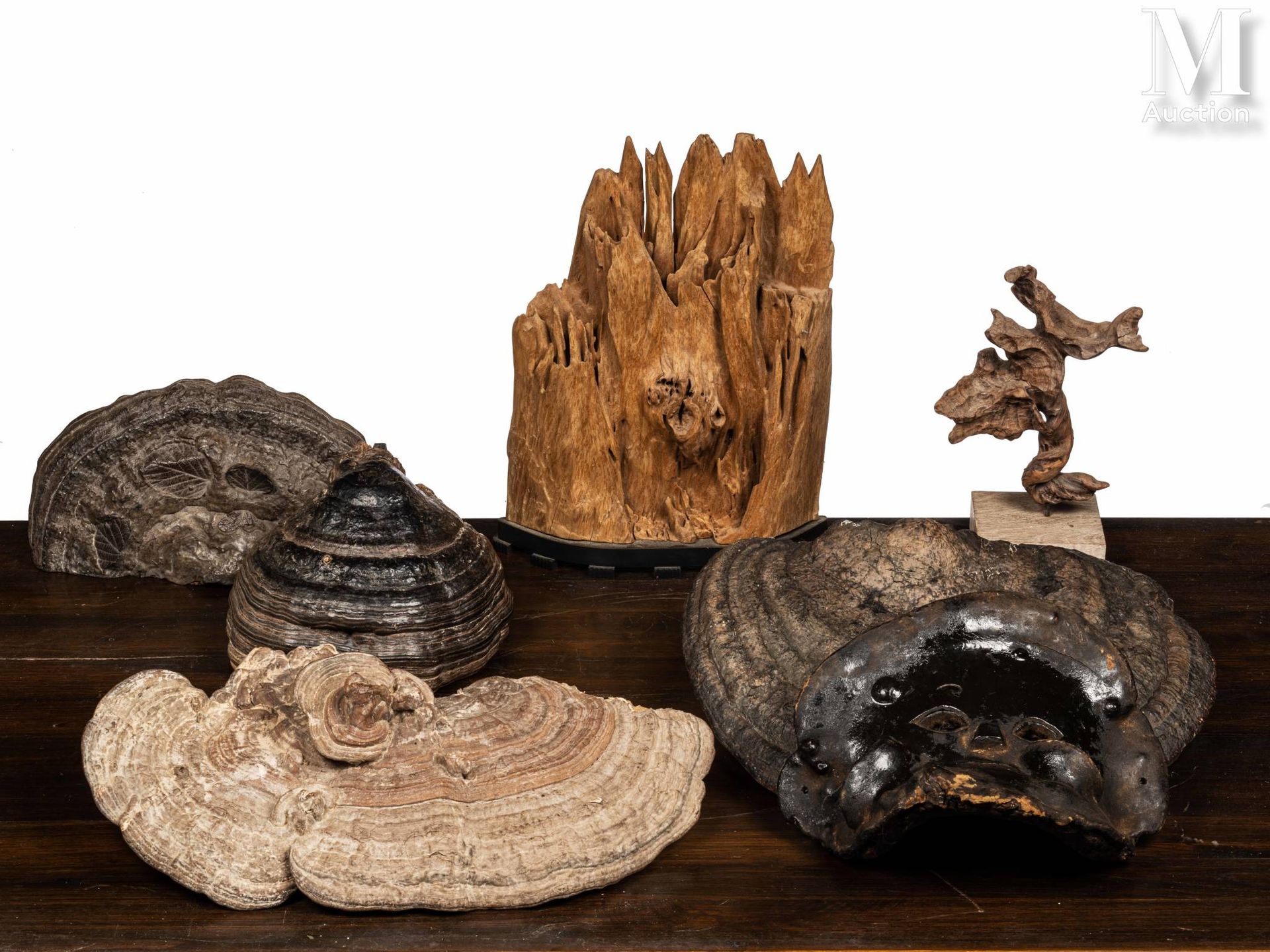 CINQ CHAMPIGNONS D'ARBRES, BOIS 2 champignons d'arbres sculptés. 36 x 54 cm pour&hellip;