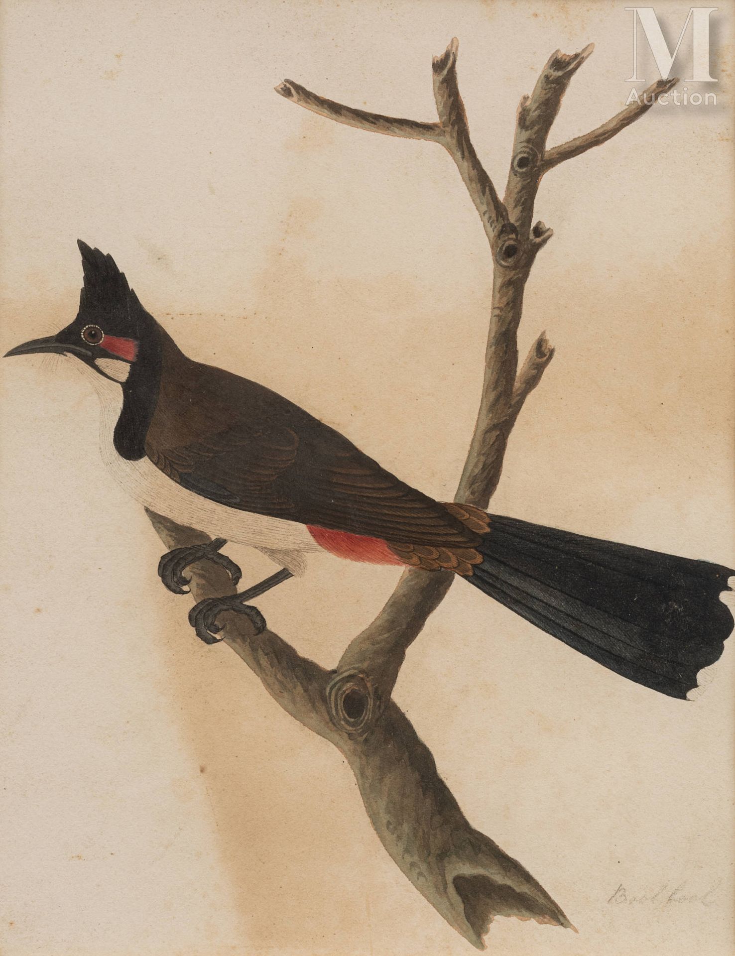 Planche d'étude ornithologique Scuola della Compagnia, India, Calcutta, 1840 cir&hellip;
