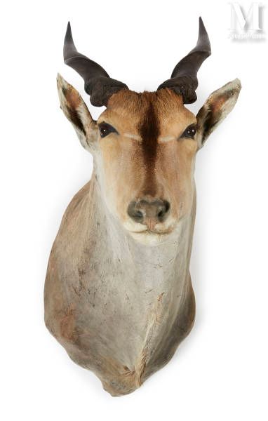Null ÉLAN DU CAP
Tête en cape.
Taurotragus oryx.