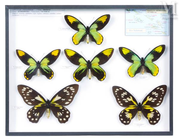 Null SIX ORNITHOPTERA (AETHEOPTERA) VICTORIAE
Dans une boite. 39 x 50 cm. Beaux.&hellip;