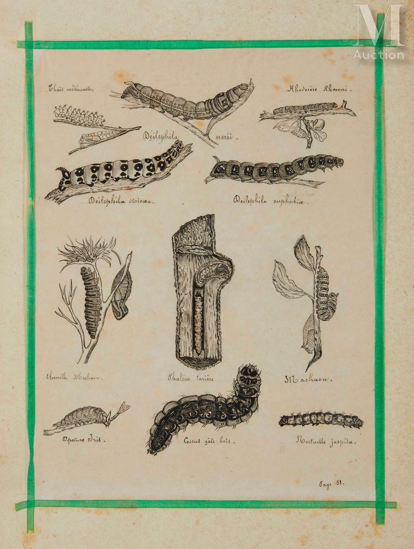 PAPILLONS ET CHENILLES - ALBUM DE DESSINS (1881-1882) 79 页装饰有描图纸上的蝴蝶和毛毛虫笔墨画，每幅描图&hellip;