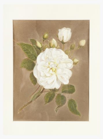 Null Amélie COSSARD
(Troyes 1796 – 1852)
Fleur blanche
Papier
17 x 14 cm