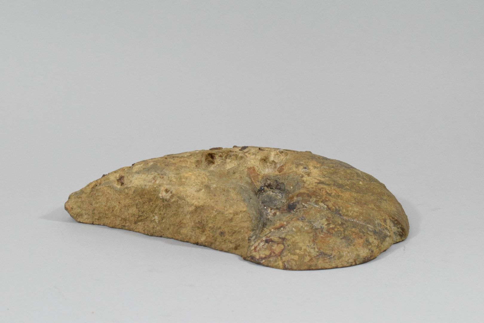 Null Fossilized ammonite.

Polished edge. 

Some chips. 

Size : 25 x 20 x 5 cm.