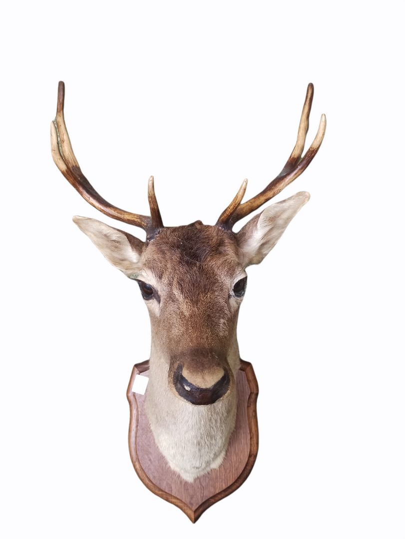 Null 归化的鹿头（cervus elaphus，未受管制），有八个角，在一个木质护罩上。