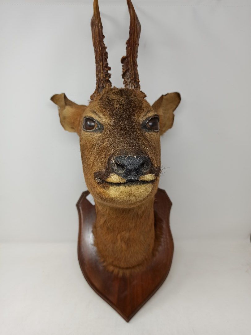 Null 归化的欧洲六角鹿（capreolus capreolus，未受管制）头戴木质徽章。