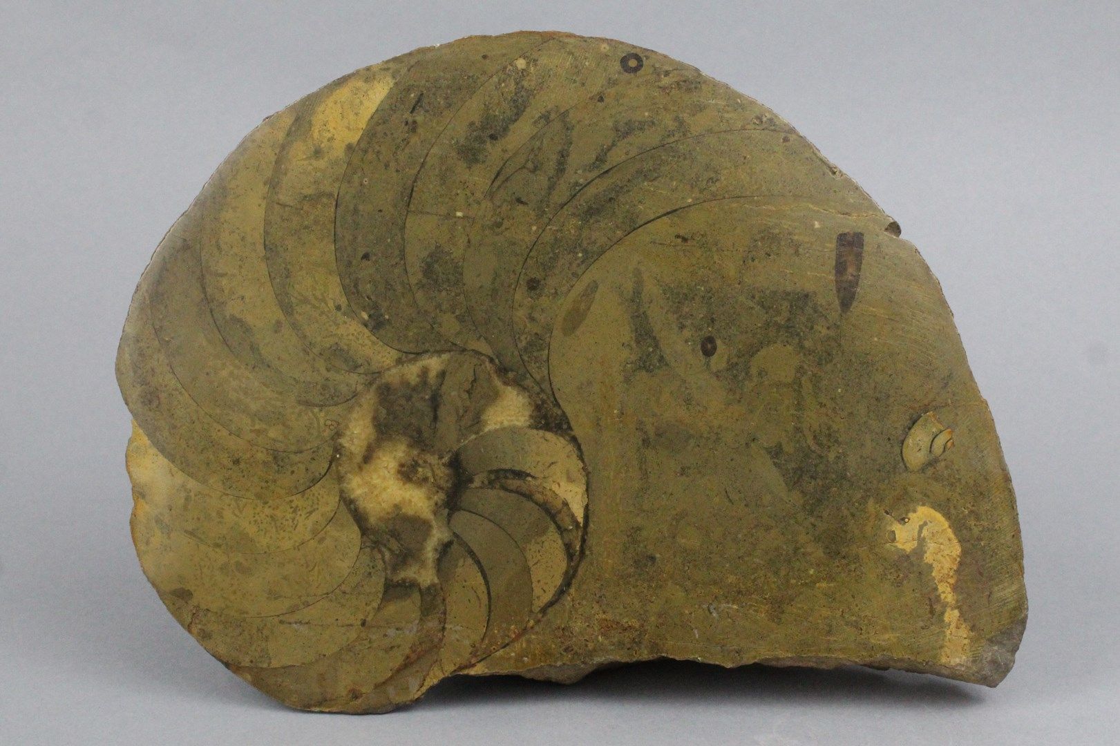 Null Fossilized ammonite.

Polished edge. 

Some chips. 

Size : 25 x 20 x 5 cm.