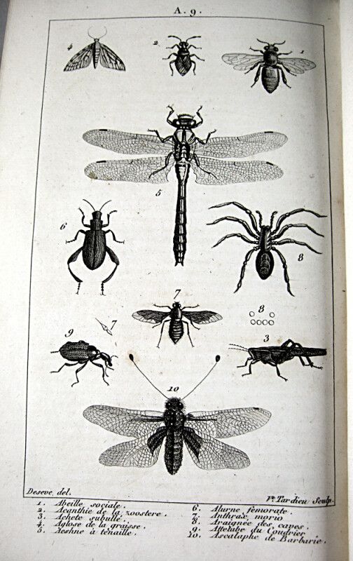 Null * 34.[集体]。新的自然历史词典，应用于艺术。巴黎，Crapelet，1803-1804。24卷，8开本。书脊上有装饰，红色摩洛哥标题件。



&hellip;