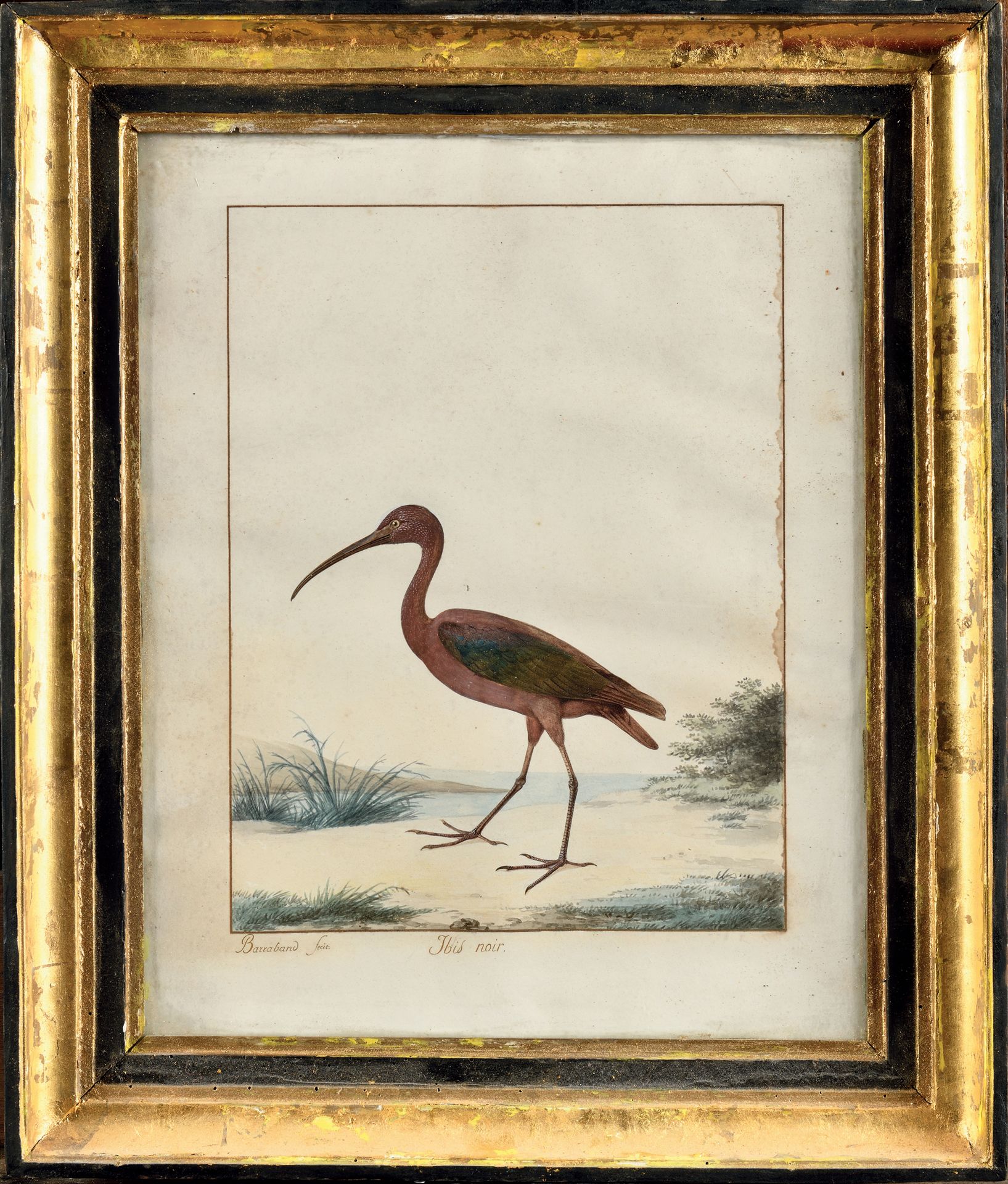 Null JACQUES BARRABAND (1767-1809)

Schwarzer Ibis

Aquarell.

Am Rand mit Feder&hellip;