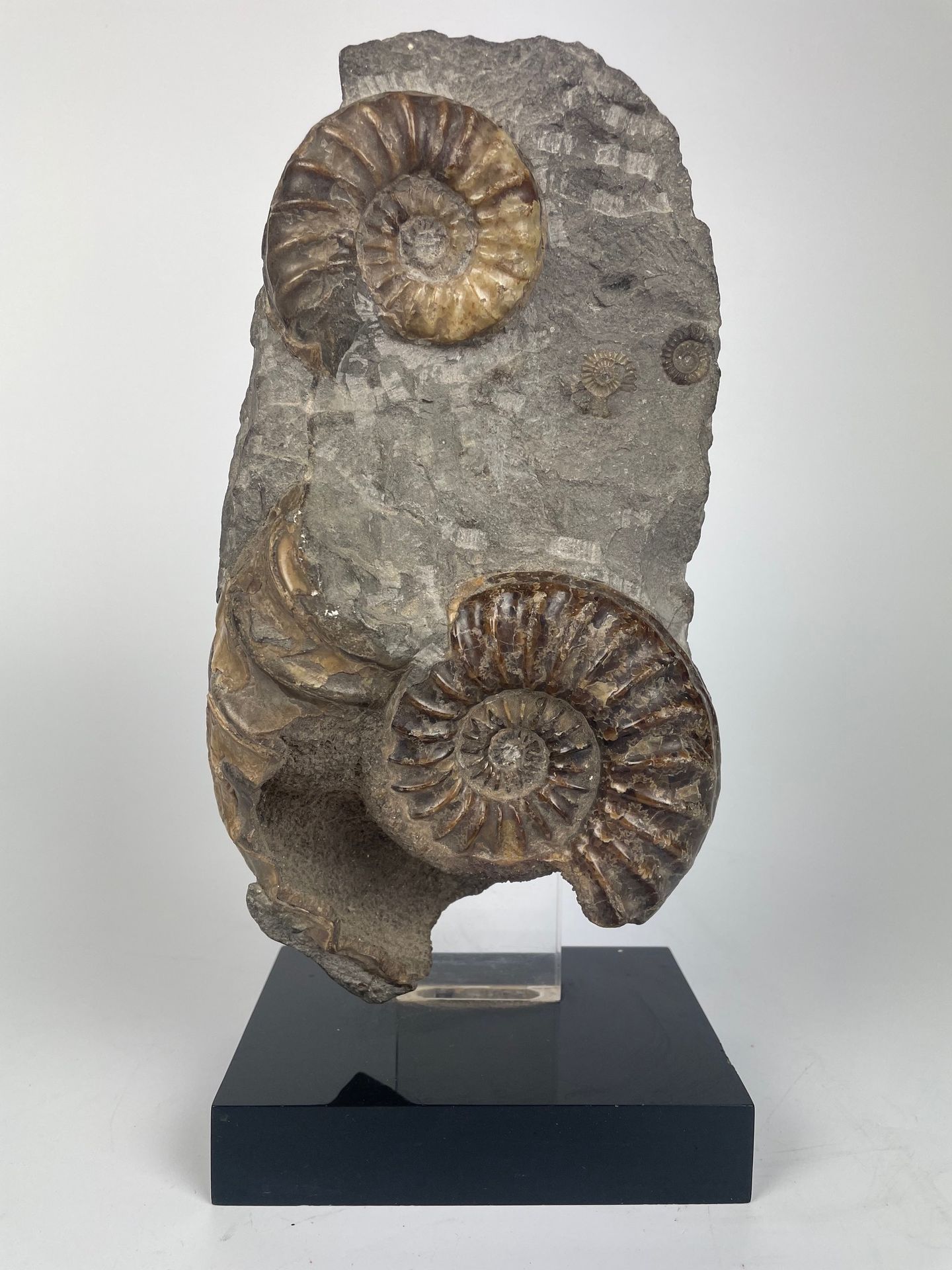 Null FOSSILES
Bloc avec ammonites polies
Monté sur socle
24 x 12 cm