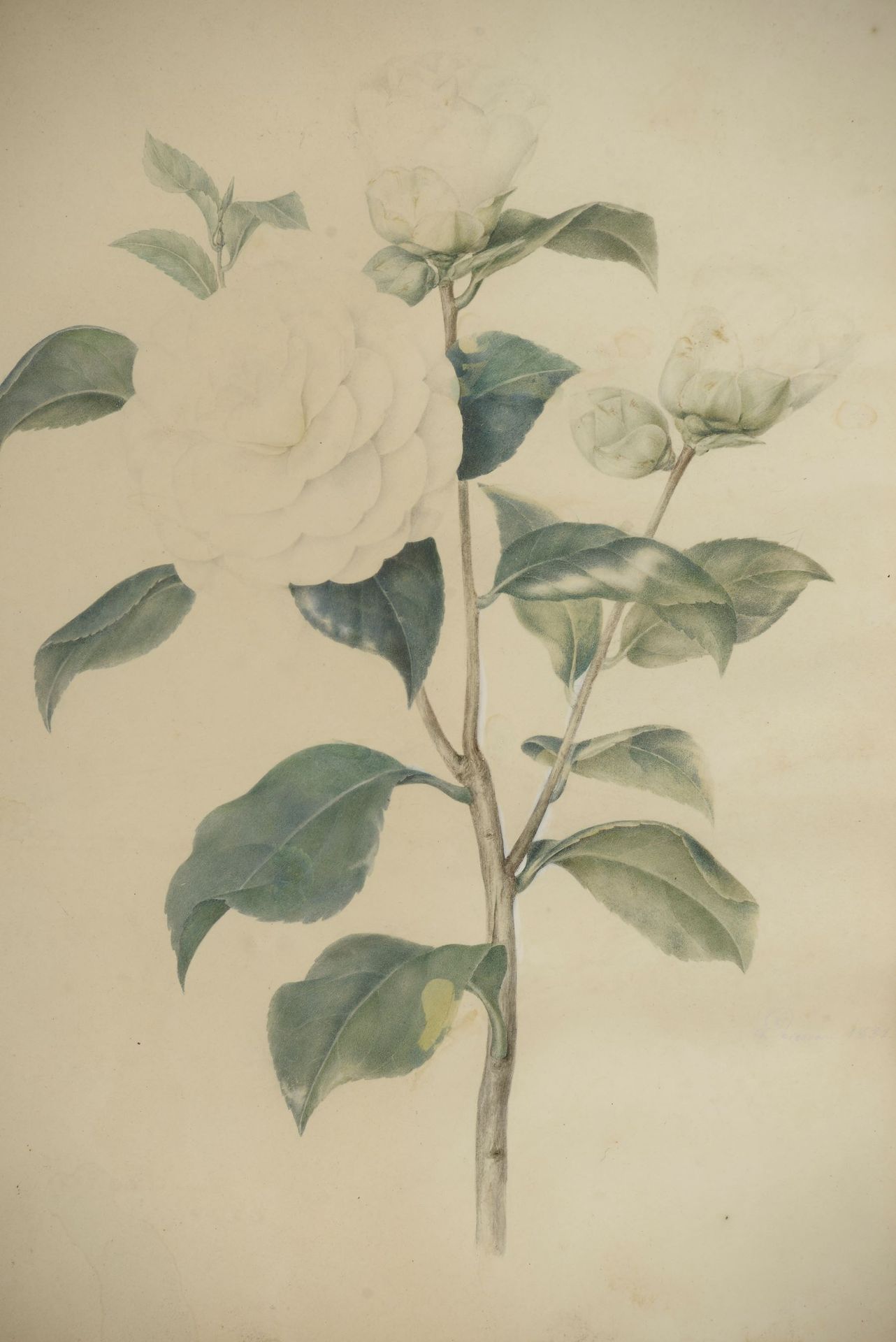 Null Laure DEVERIA (XIXe siècle).

Roses blanches. 

Aquarelle signée en bas à d&hellip;