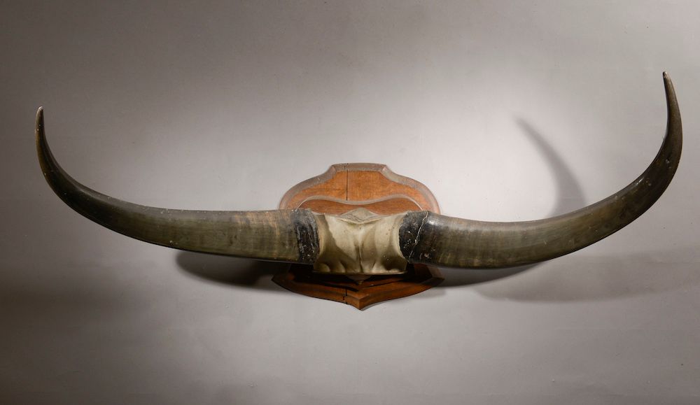 Null Massacro di bufalo asiatico (restauro di una delle corna), su base di legno&hellip;