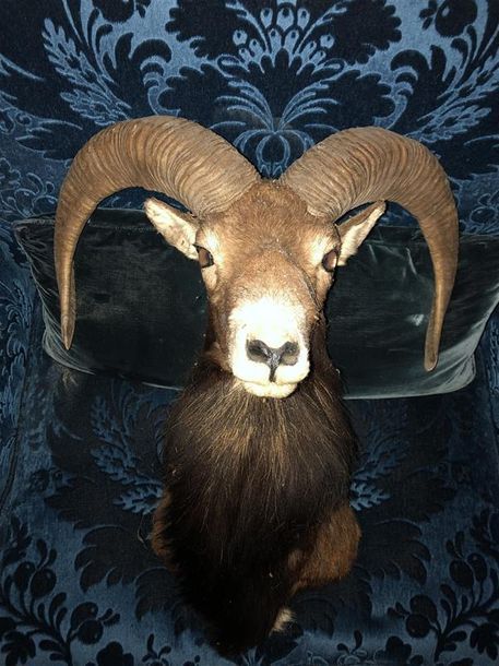 Null Mouflon d'Europe (Ovis ammon) (CH) : tête en cape avec au revers plaque ind&hellip;