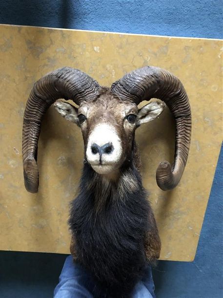 Null Mouflon d'Europe (Ovis ammon) (CH) : tête en cape.

Collection salle des tr&hellip;