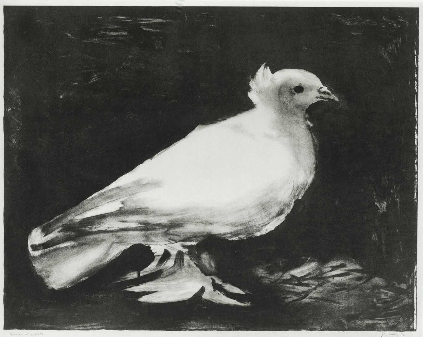 PABLO RUIZ PICASSO (1881 / 1973) "La Colombe" 露易丝-莱里斯画廊1949年出版的鸽子石版画的复制品。1960年由巴&hellip;