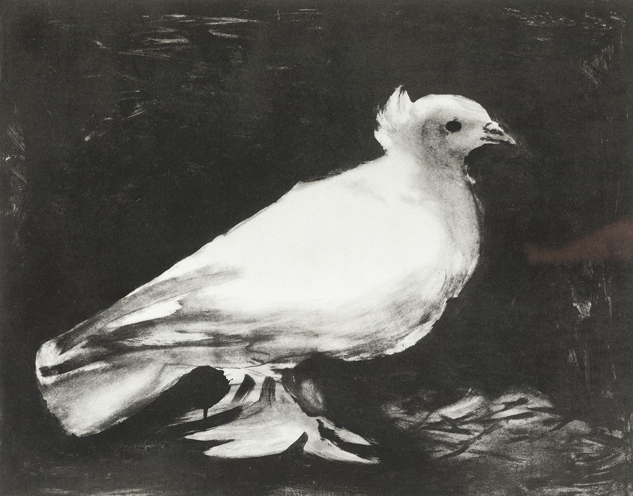 PABLO RUIZ PICASSO (1881 / 1973) "La Colombe" 露易丝-莱里斯画廊1949年出版的石版画的摄影版画复制品。1960年&hellip;