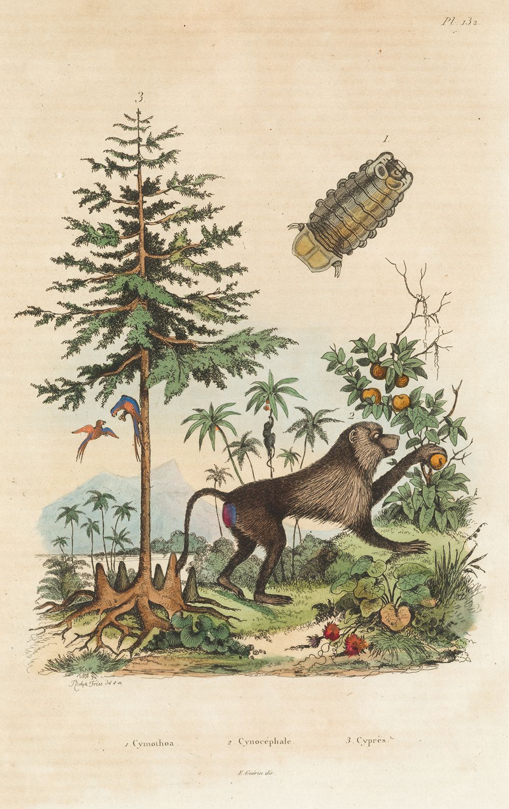 FELIX EDOUARD GUERIN-MENNEVILLE (1799 / 1874) "Flora and Fauna" Paire d'eaux-for&hellip;