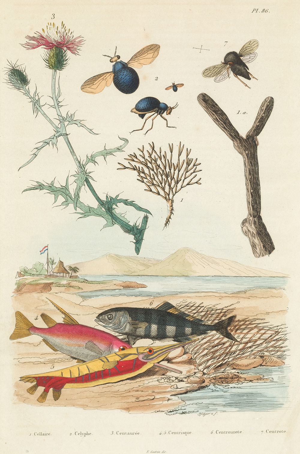 FELIX EDOUARD GUERIN-MENNEVILLE (1799 / 1874) "Flora and Fauna" Coppia di acquef&hellip;